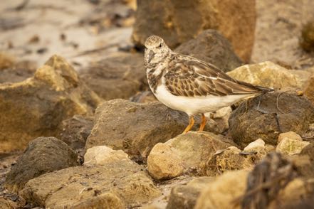 Ruddy Turnstone