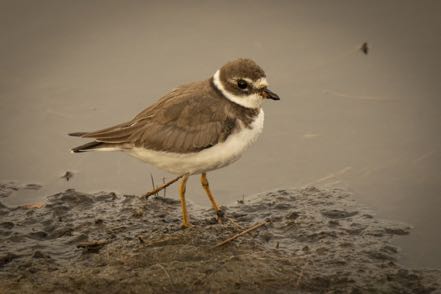Semipalmated Plover