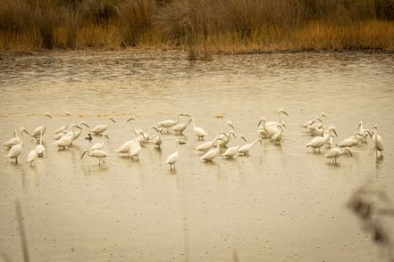 Snowy Egrets