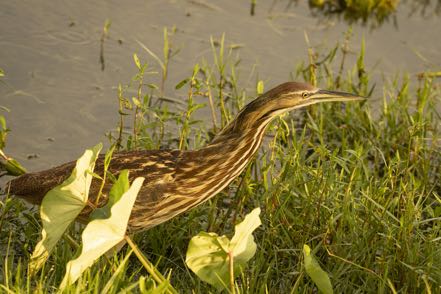 American Bittern