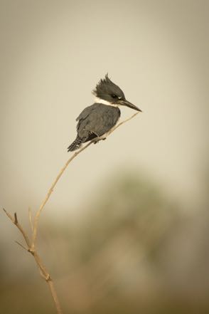 Belted Kingifisher