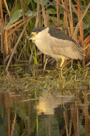 Black-Crowned Night Heron II