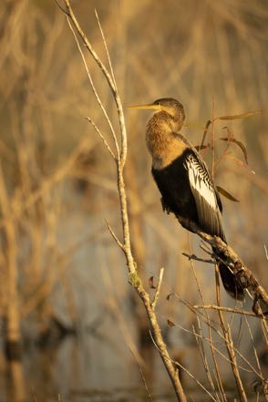 Female Anhinga