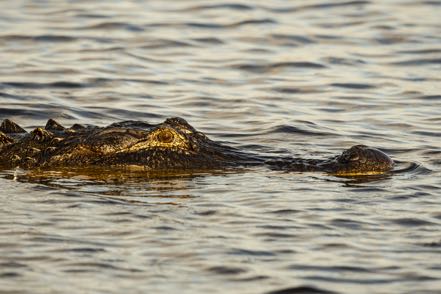 Gator Profile