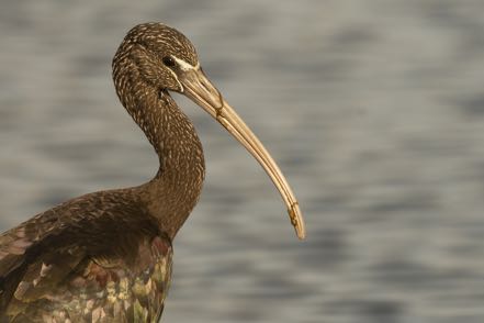 Glossy Ibis