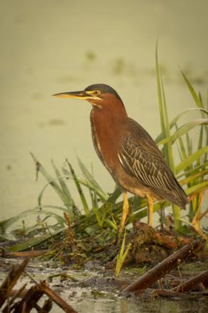 Green Heron