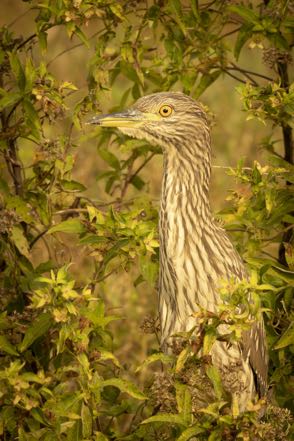 Juvnile Black-Crowned Night Heron