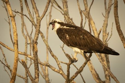 Ornery Osprey