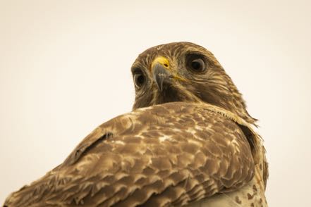 Red-Shouldered Hawk II