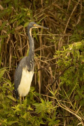 Tri-Colored Heron II