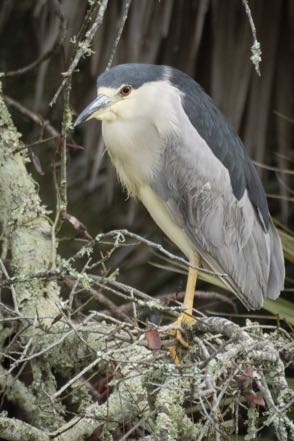 Black-Crowned Night Heron