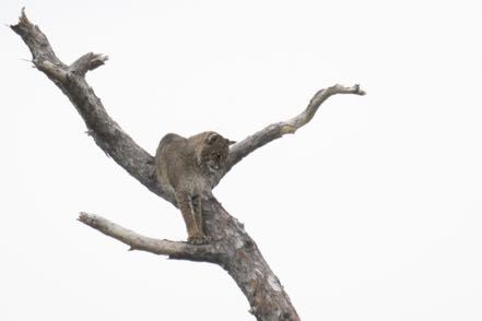 Bobcat in Tree