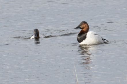 Canvasback