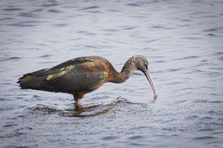 Glossy Ibis