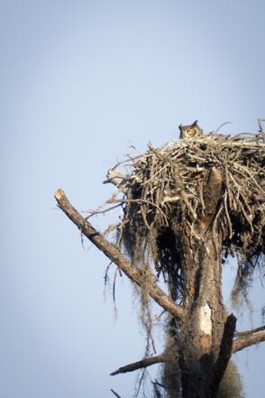Great-Horned Owl Hoot