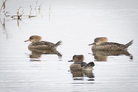 Hooded Mergansers