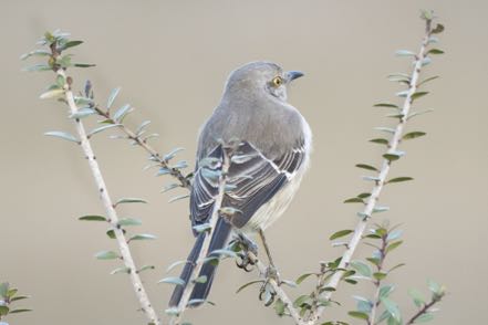 Northern Mockingbird