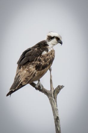 Osprey