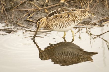 Wilson's Snipe