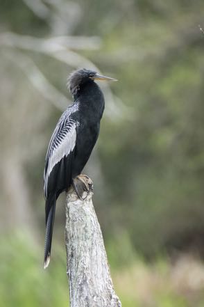 Anhinga