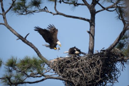Arriving Lunch Eagles 2