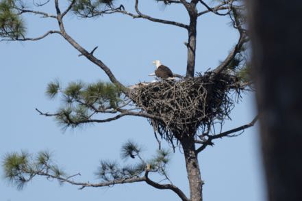Awaiting Lunch Eagles 1