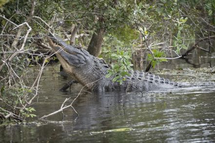 Bellowing Gator