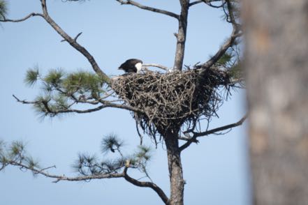 Here Is More Eagles 7