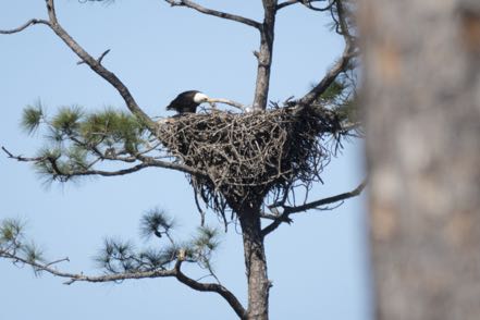 Here Is More Eagles 8