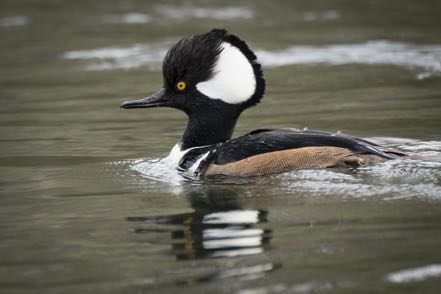 Hooded Merganser