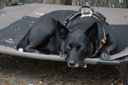Jack Taking a Break