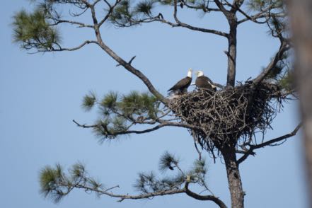 More Food Eagles 3