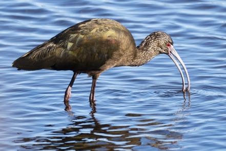 White-Faced Ibis