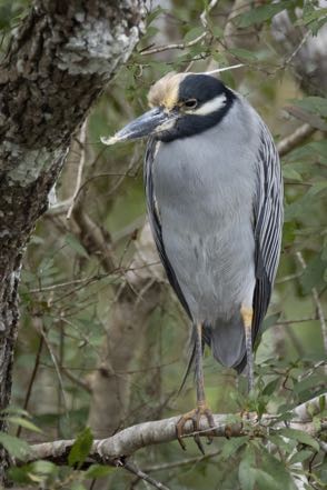 Yellow-Crowned Night Heron II