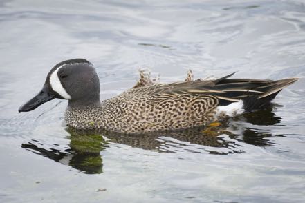 Blue-Winged Teal