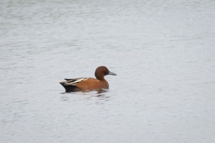 Cinnamon Teal