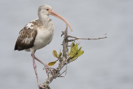 Immature White Ibis