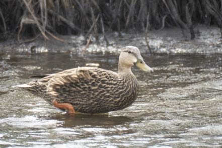 Mottled Duck