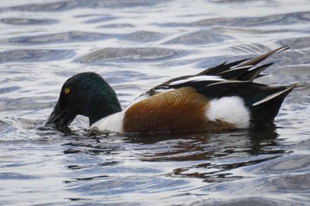 Northern Shoveler