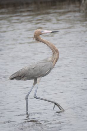 Reddish Egret