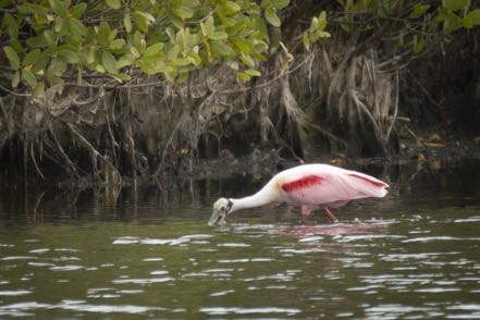 Roseate Spoonbill