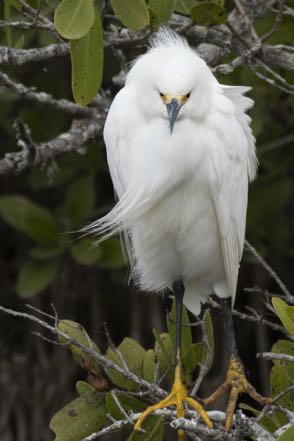 Snowy Egret