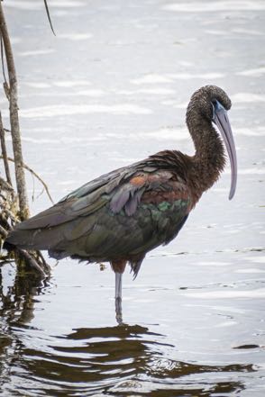 White-Faced Ibis II