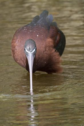 White-Faced Ibis III