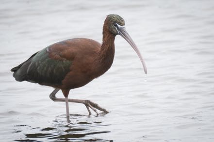 White-Faced Ibis