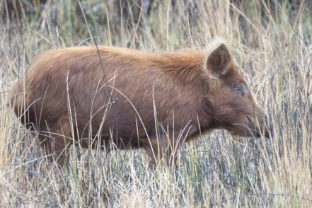 Wild Pig
