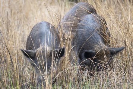 Wild Pigs
