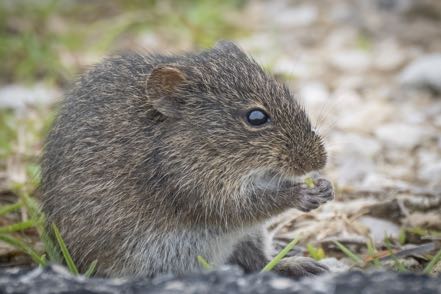 Baby Cotton Rat