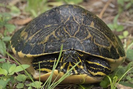 Cooter Turtle
