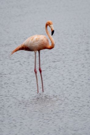 Flamingo Portrait